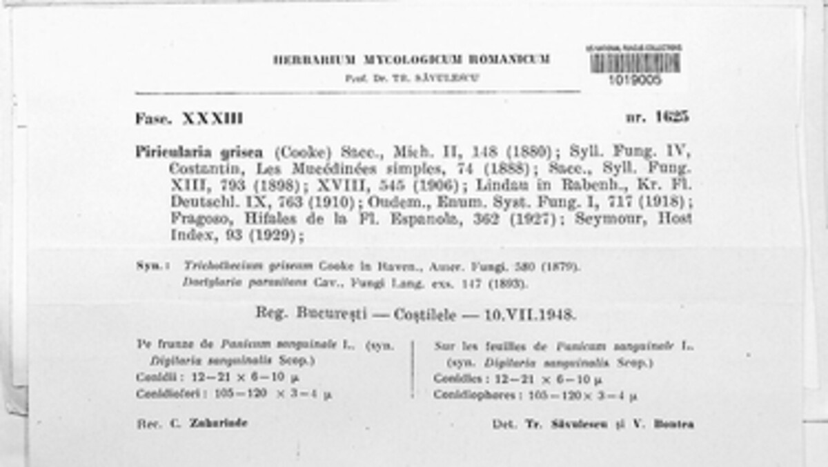 Pyricularia image